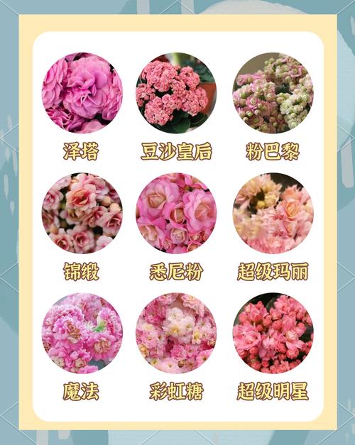 长寿花的品种怎么分类-图1 长寿花的品种怎么分类-图1