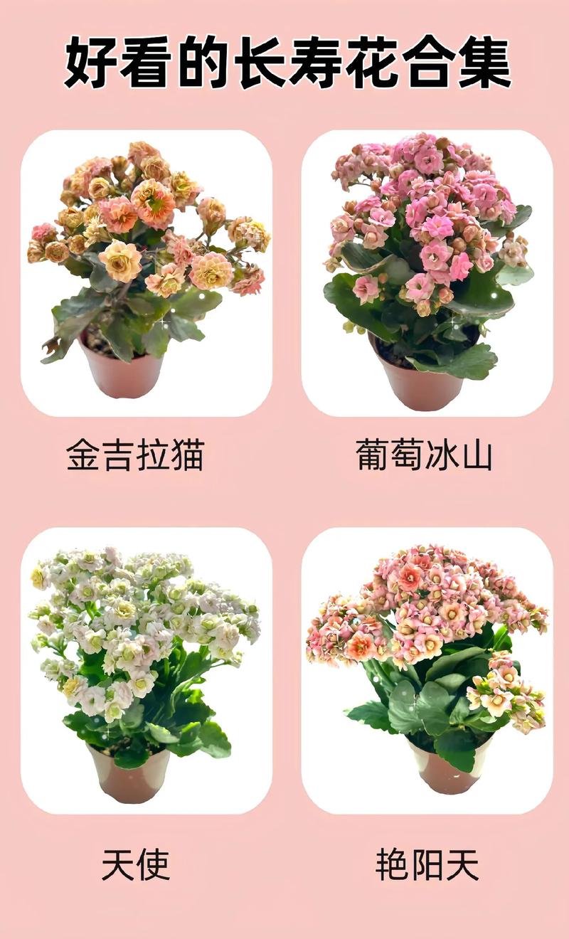 长寿花的品种怎么分类-图2 长寿花的品种怎么分类-图2