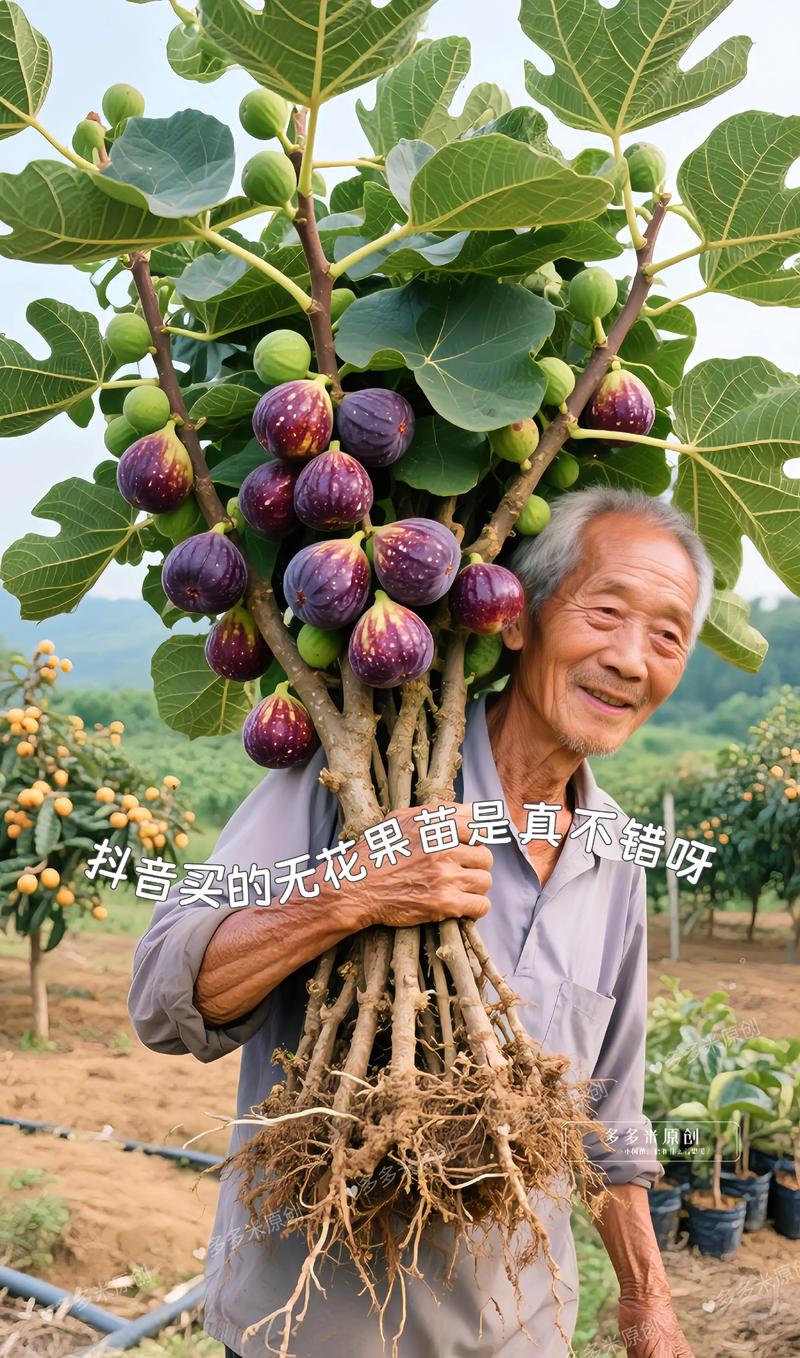 哪些品种适合大规模无花果种植？-图1