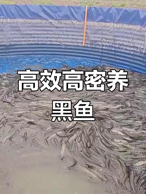 野生黑鱼立体养殖技术-图1