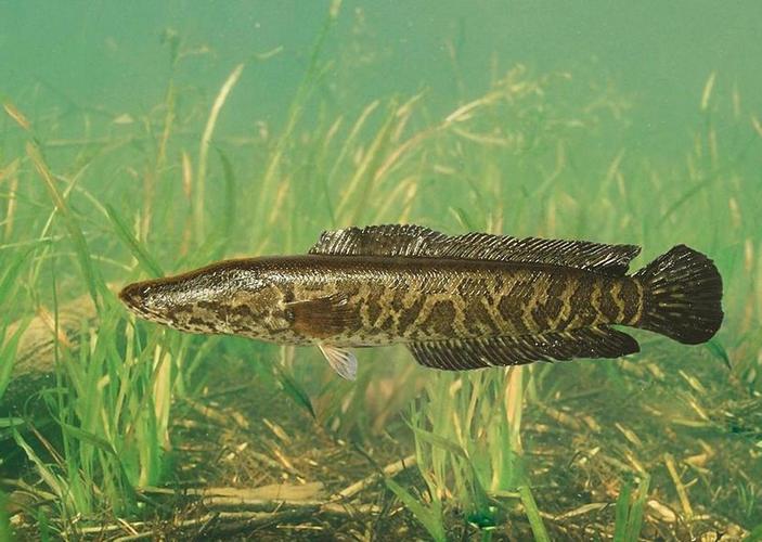 野生黑鱼立体养殖技术-图2