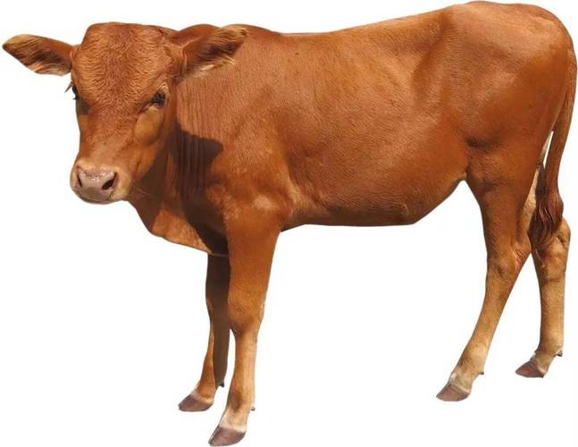 东北牛的品种图片大全-图2
