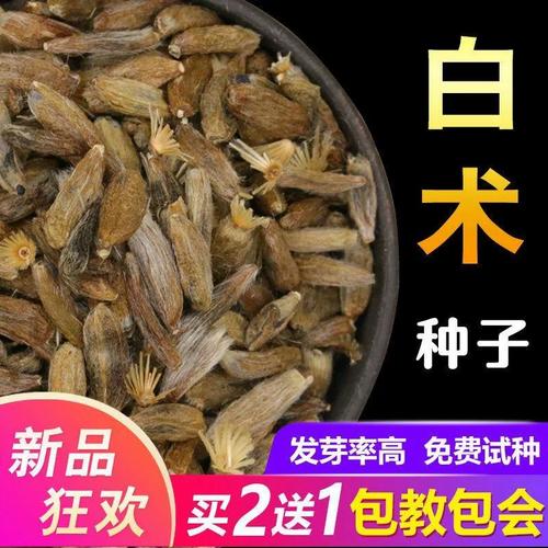 白术亩产多少斤？价格与产量有何关联？-图1