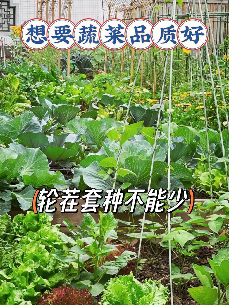 蔬菜间作套种视频，如何高效种植？-图1