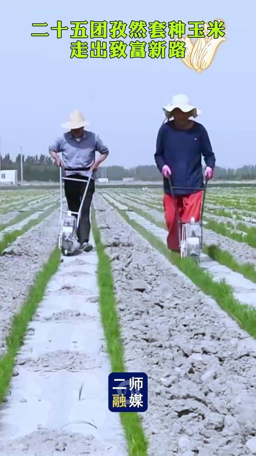 蔬菜间作套种视频，如何高效种植？-图2