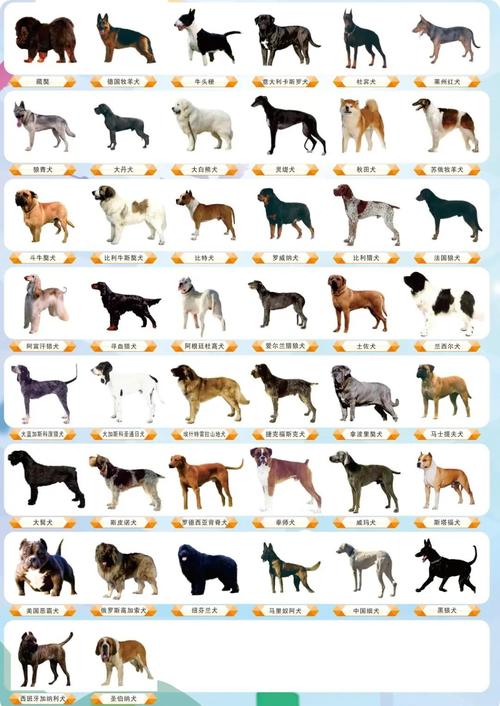 肉狗品种有哪些?图片大全看这里!-图1 肉狗品种有哪些?图片大全看这里!-图1