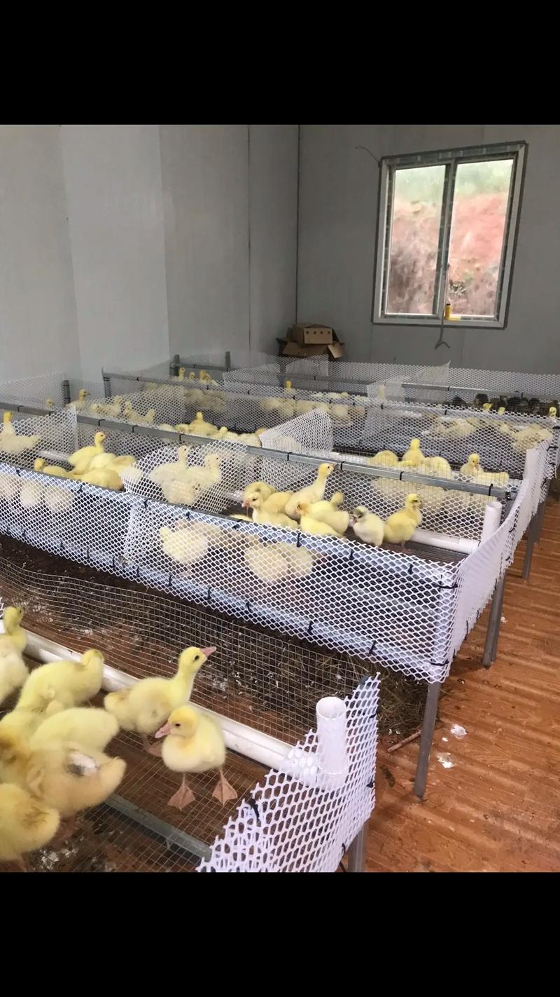 水蛭饲料养殖技术视频怎么学？-图1