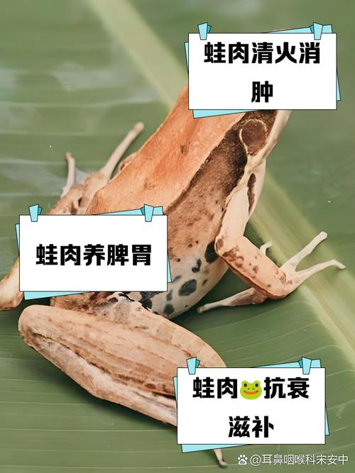 青蛙养殖如何有效预防疾病？-图3