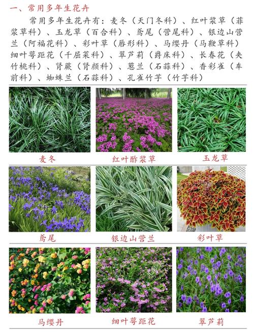 哪些花卉品种种植前景好？-图2