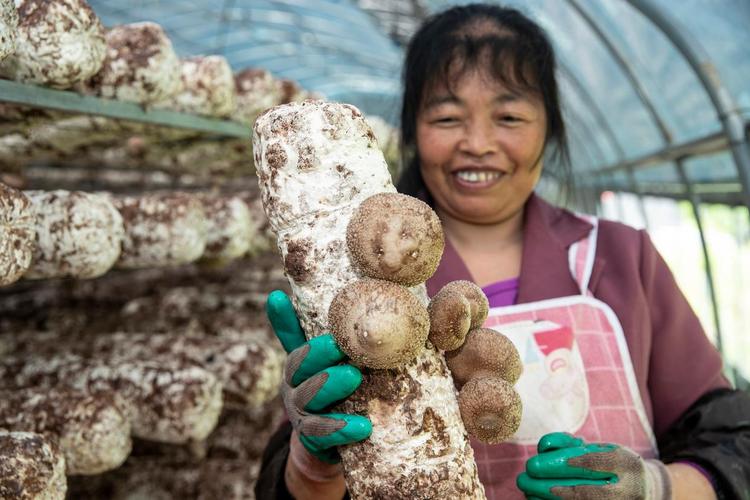 酒糟种蘑菇技术视频，如何操作才高效？-图1