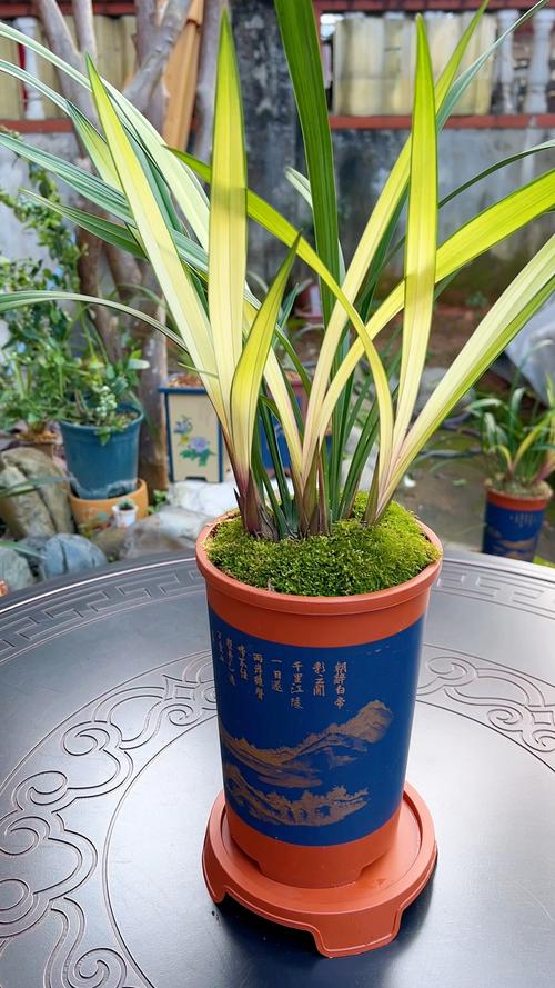 西北养兰花，什么品种好活又开花？-图1