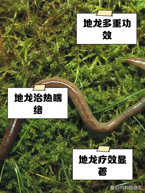 蚯蚓养殖新技术PDF有哪些要点？-图2