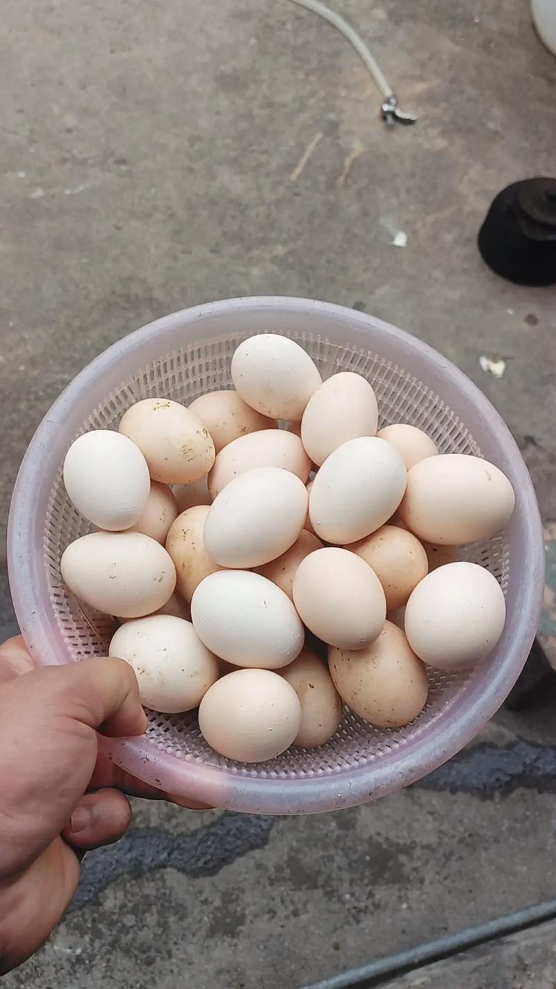 养殖斗鸡孵化技术有哪些关键点?-图1 养殖斗鸡孵化技术有哪些关键点?-图1