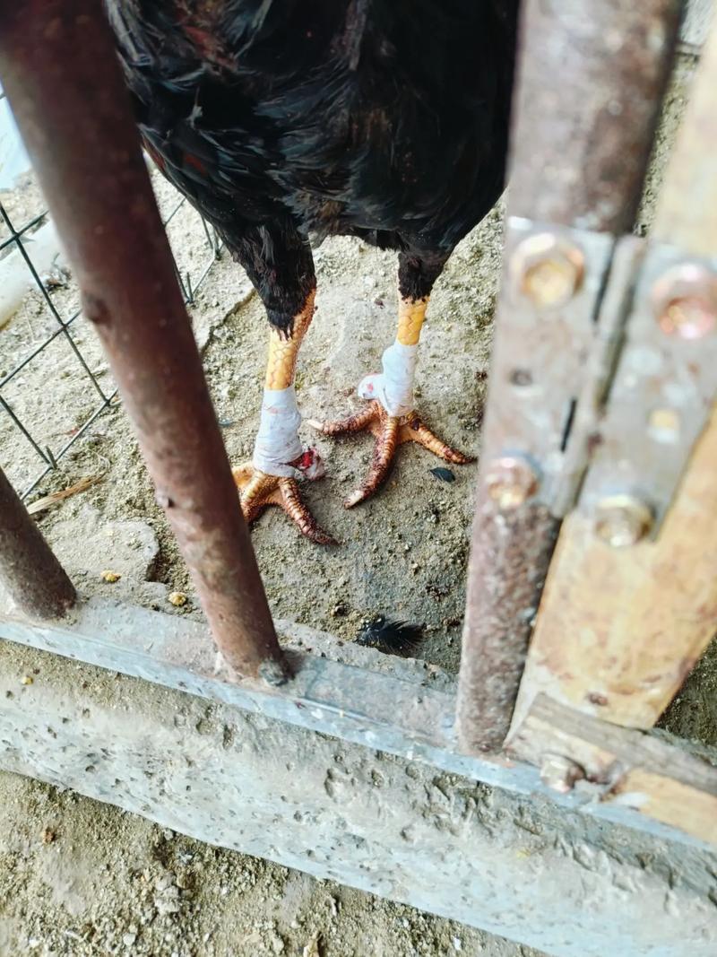 养殖斗鸡孵化技术有哪些关键点？-图2