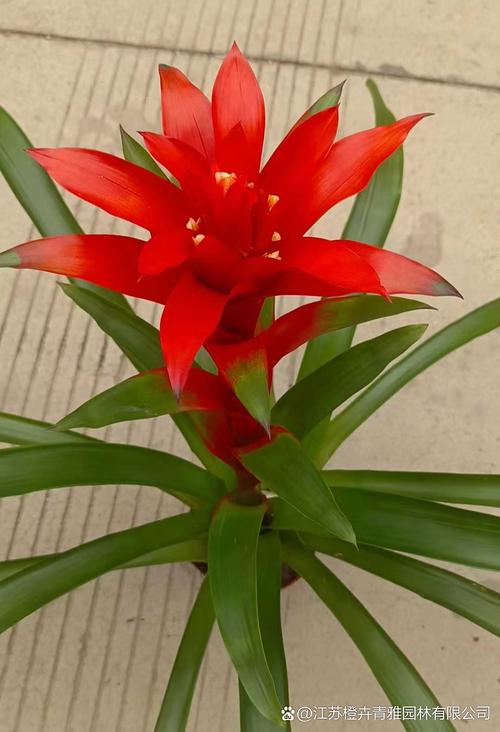 鸿运当头花什么品种最值得养？-图1