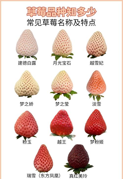 什么品种草莓好种又高产?-图1 什么品种草莓好种又高产?-图1