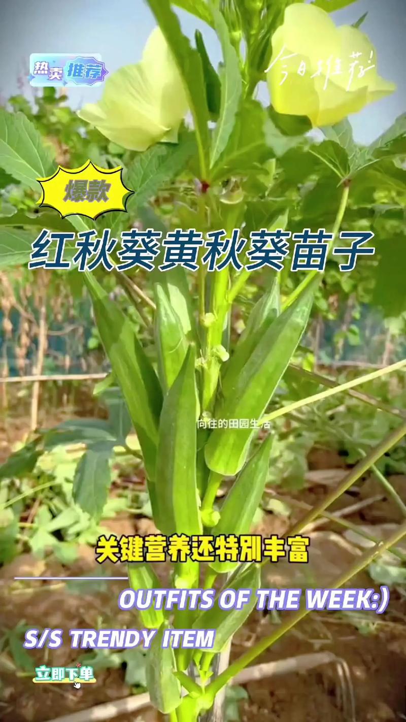 秋收菜哪个品种产量最高？-图1