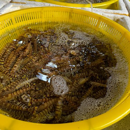 今日上海野生明虾价格多少钱一斤？-图2