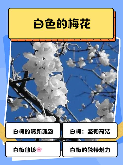 白色腊梅品种有哪些？花形花色有何差异？-图1