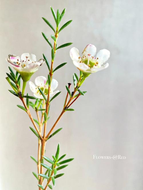 白色腊梅品种有哪些？花形花色有何差异？-图3