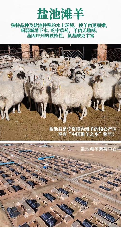 适合宁夏养殖的品种羊-图1