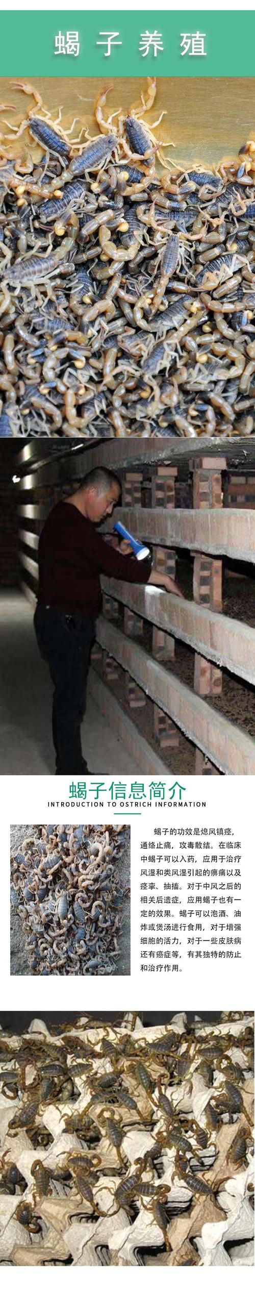 昆明蝎子养殖如何致富？技术要点有哪些？-图2