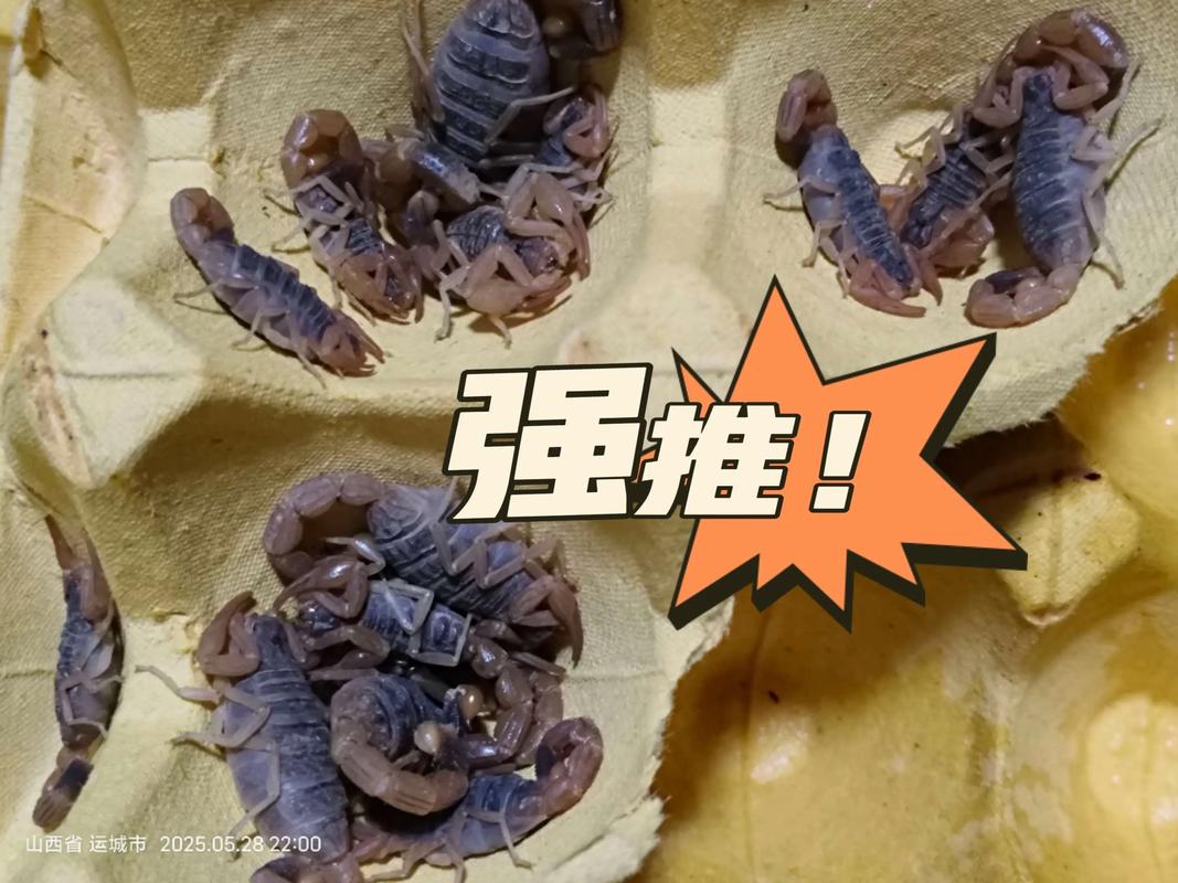 昆明蝎子养殖如何致富？技术要点有哪些？-图3