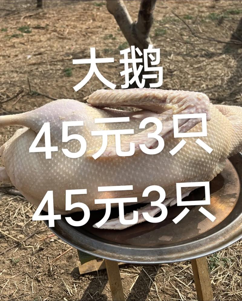 2025年大鹅最新价格多少钱一斤？-图3
