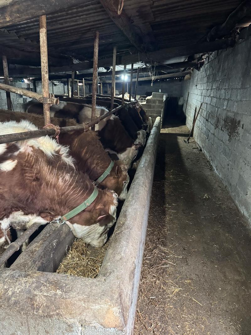 养牛技术视频大全农村-图1 养牛技术视频大全农村-图1