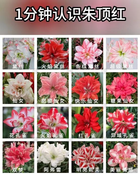 朱顶红哪个品种最好？-图1