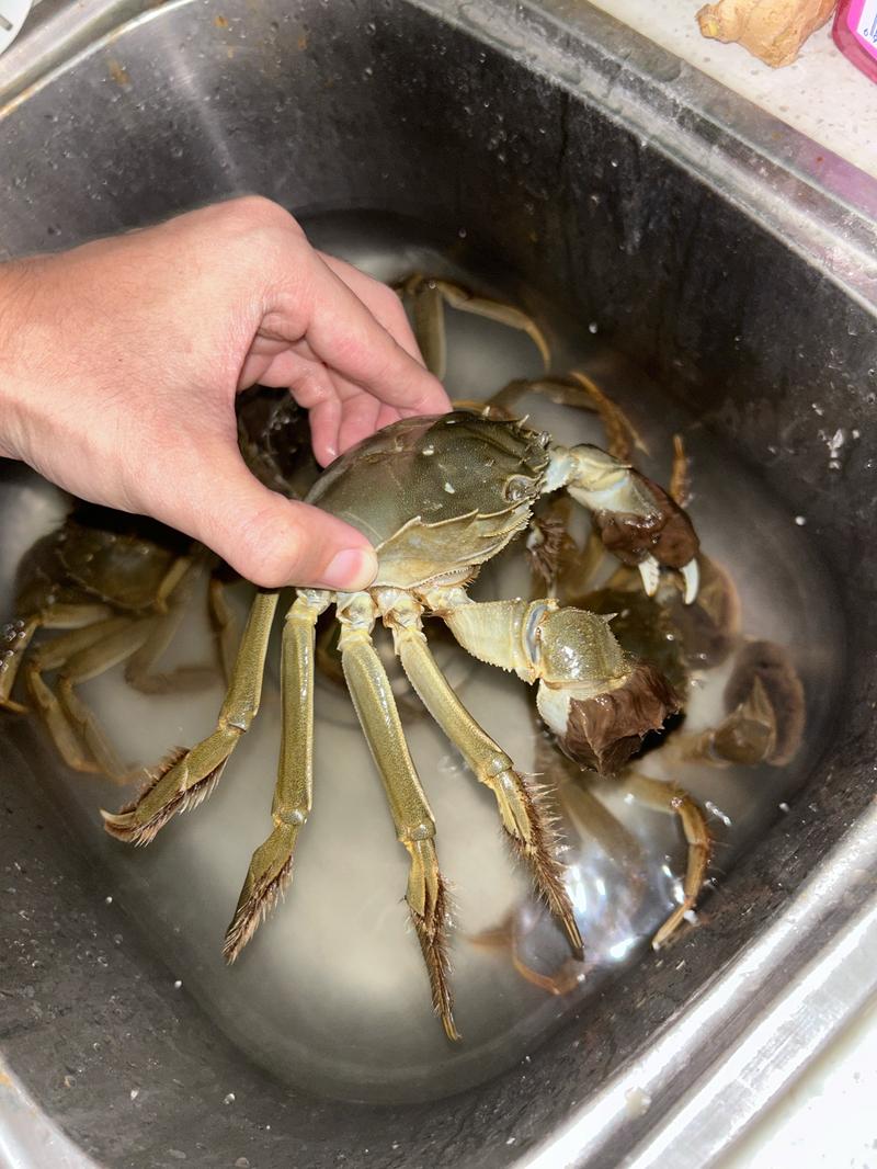 大闸蟹养殖技术与视频，哪里能学？-图2