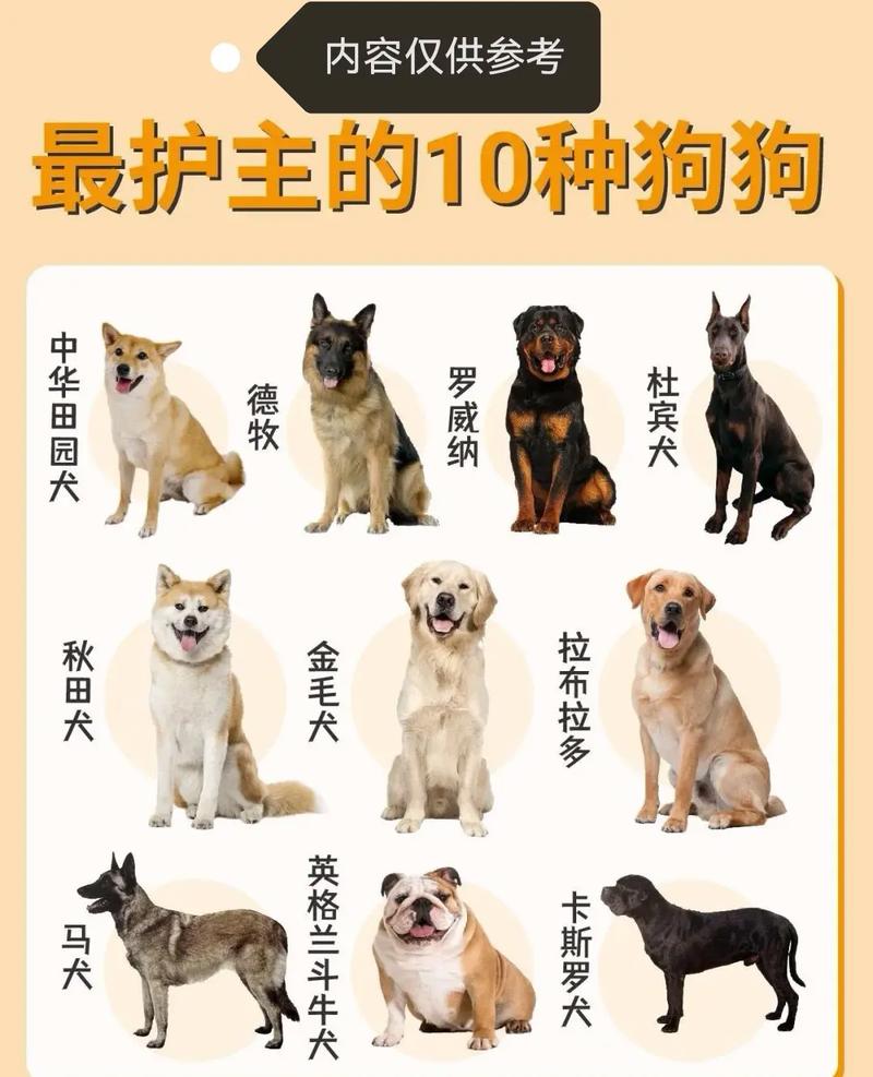 育肥狗选什么品种最合适？-图2