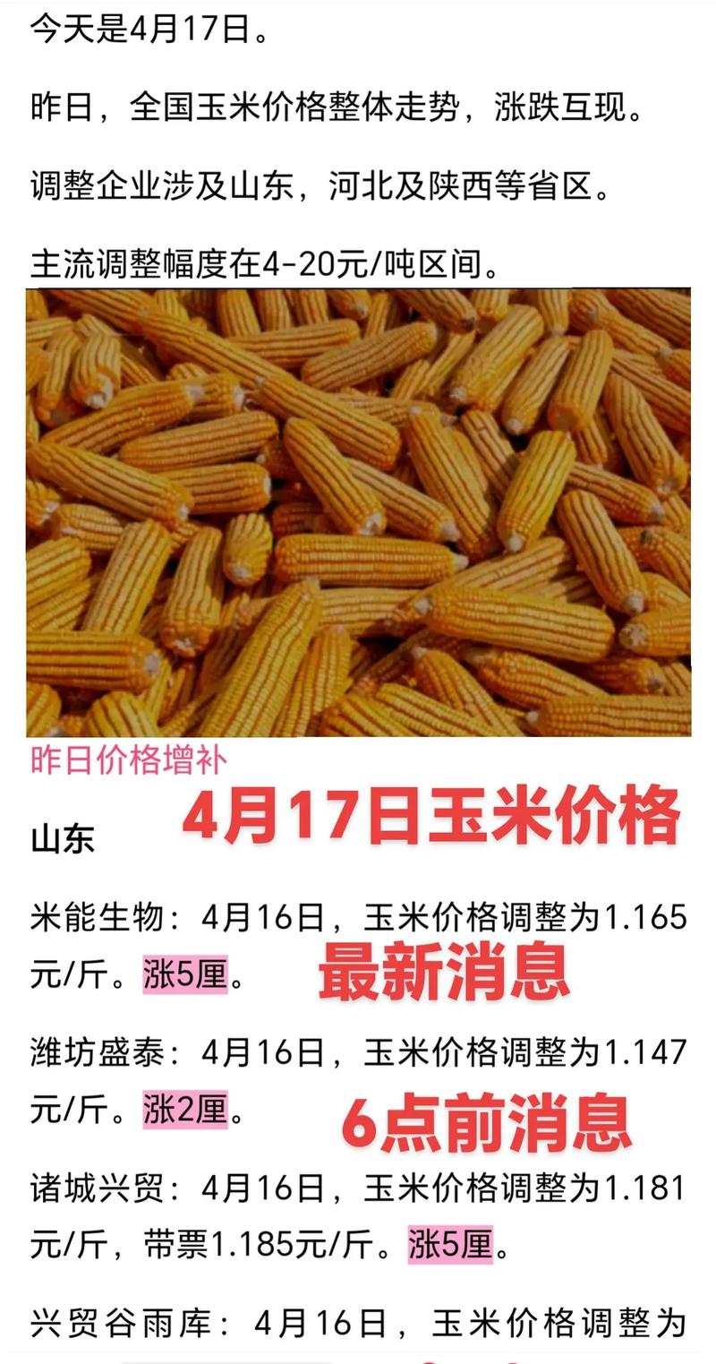 今日枣庄玉米价格多少钱一斤？-图1