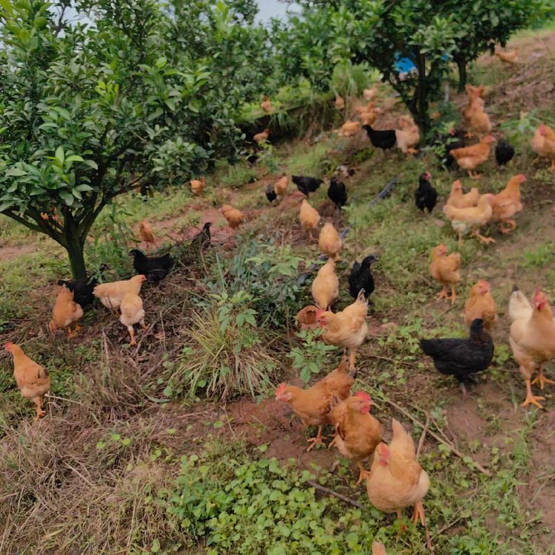 农田适合养殖什么品种最赚钱?-图2 农田适合养殖什么品种最赚钱?-图2