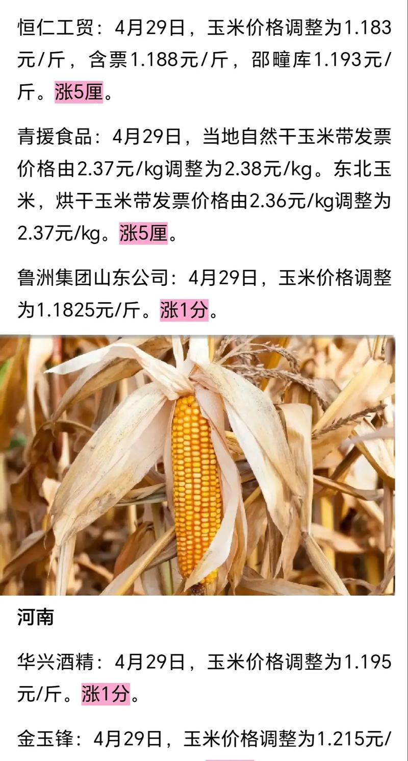 绥化今日玉米最新价格多少?-图2 绥化今日玉米最新价格多少?-图2