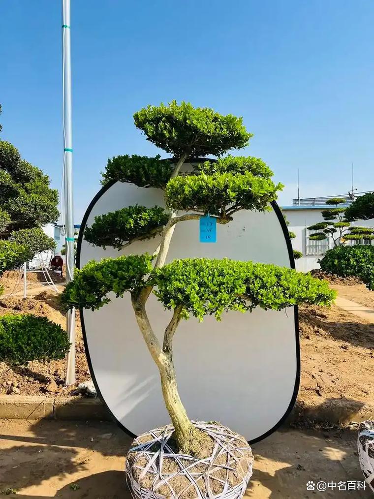 云南黄杨是哪种品种?-图2 云南黄杨是哪种品种?-图2