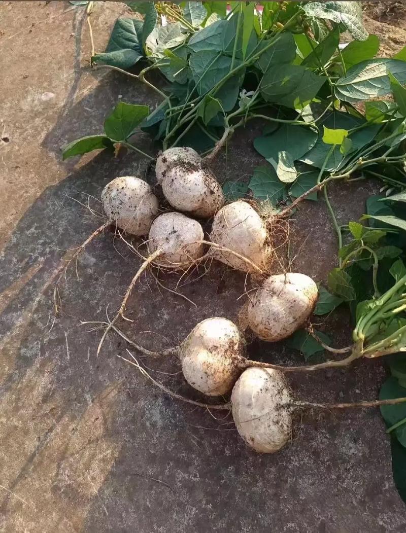 露地越冬的萝卜的品种-图1