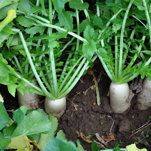 露地越冬的萝卜的品种-图2