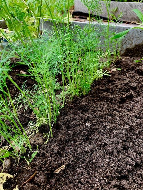 露地越冬的萝卜的品种-图3