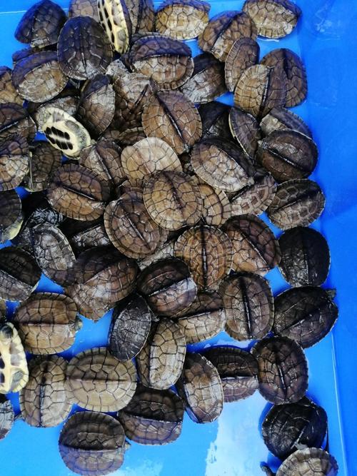 2025年石龟苗价格会涨还是跌？-图3