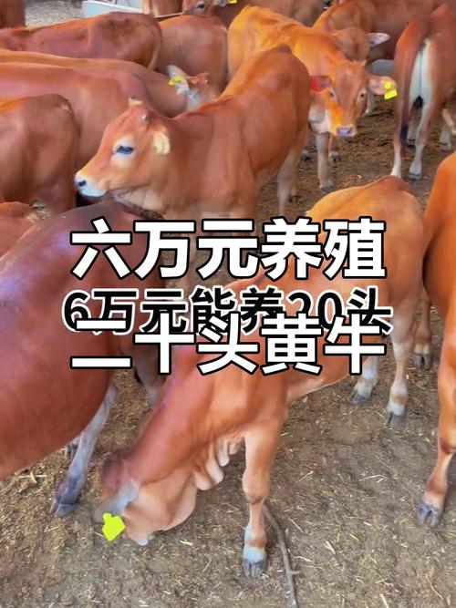 中国哪些牛品种市场前景好?-图3 中国哪些牛品种市场前景好?-图3