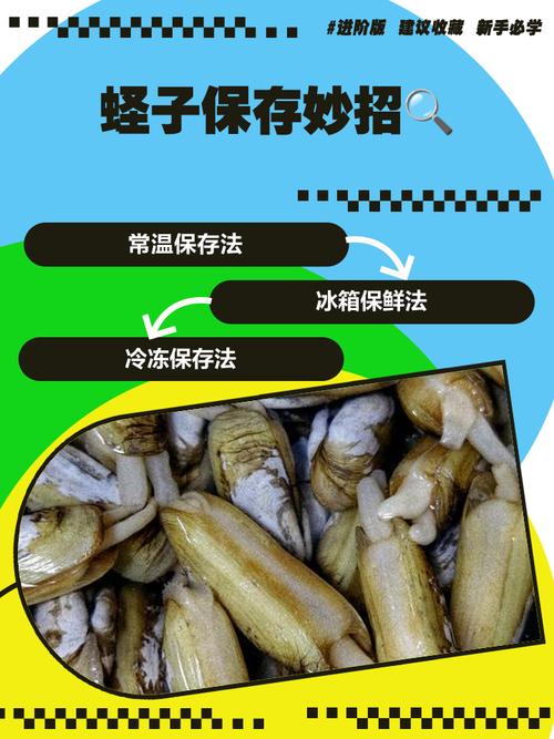 蛏子淡水养殖技术可行吗?关键点有哪些?-图1 蛏子淡水养殖技术可行吗?关键点有哪些?-图1