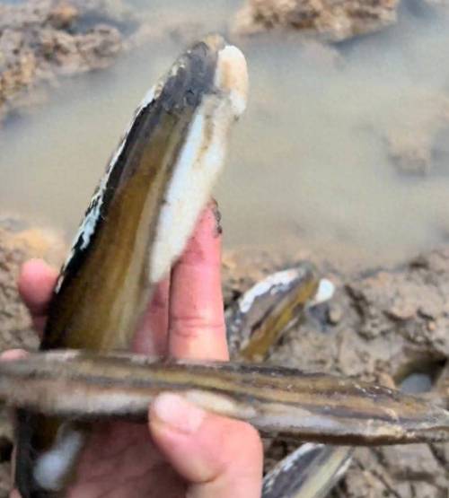 蛏子淡水养殖技术可行吗?关键点有哪些?-图3 蛏子淡水养殖技术可行吗?关键点有哪些?-图3