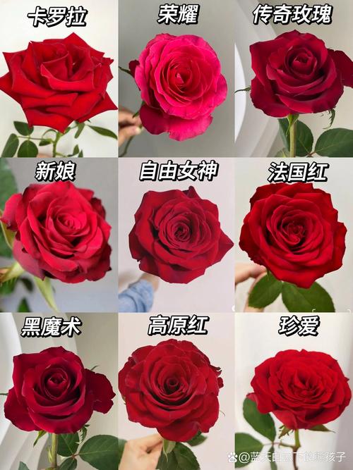 大红玫瑰品种有哪些？-图2