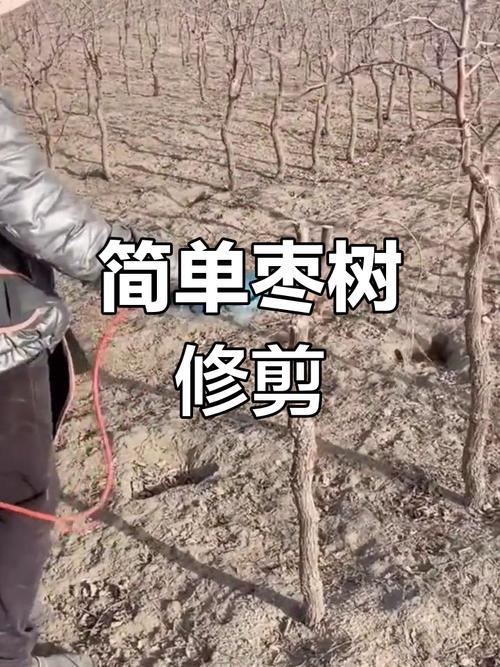 结果枣树冬季修剪技术-图2 结果枣树冬季修剪技术-图2