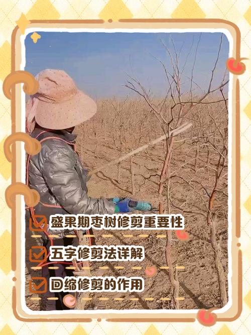 结果枣树冬季修剪技术-图3 结果枣树冬季修剪技术-图3