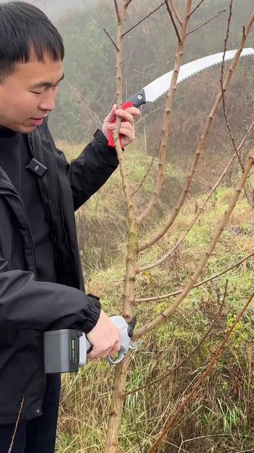 李树幼苗修剪技术视频，如何正确操作？-图2