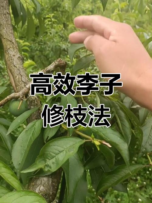 李树幼苗修剪技术视频，如何正确操作？-图1