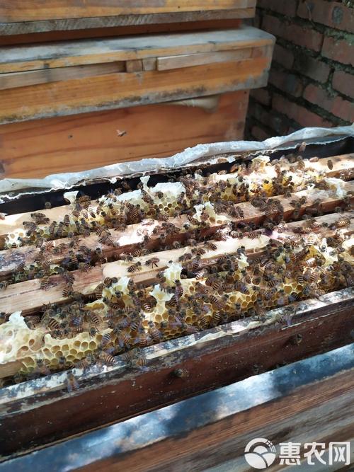 意大利养蜜蜂技术视频，有哪些核心技巧？-图2