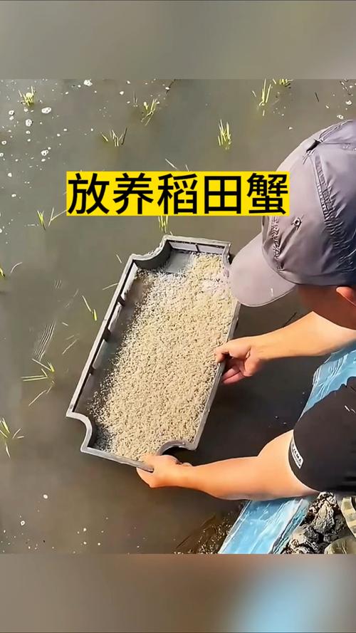 稻田养河蟹,技术视频看啥关键?-图2 稻田养河蟹,技术视频看啥关键?-图2